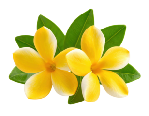 Two vibrant yellow plumeria flowers with smooth petals and glossy green leaves.
