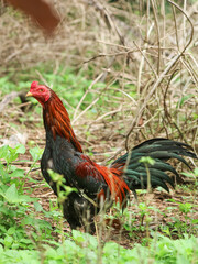 A rooster with red and black feathers standing alert in a natural, grassy outdoor setting.