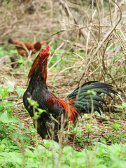 A rooster with red and black feathers standing alert in a natural, grassy outdoor setting.