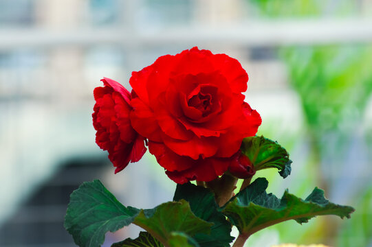 大輪の球根ベゴニア 赤色 ― 鮮やかに咲き誇る華やかな花|Large Red Tuberous Begonia – Vibrant Bloom in Full Glory - Powered by Adobe