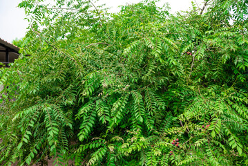 The curry tree (Murraya koenigii) or curry leaf tree. Curry berry leaf tree with green leaves background. Curry Leaves (Murraya koenigii) on a Tree, Herb plant