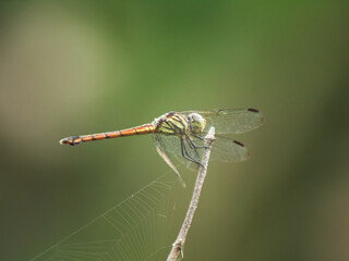 Close-up of a dragonfly perched on a dry twig with a soft green blurred background.
