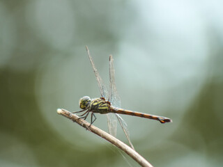 Close-up of a dragonfly perched on a dry twig with a soft green blurred background.