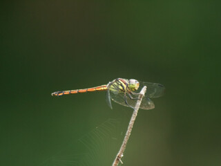 Close-up of a dragonfly perched on a dry twig with a soft green blurred background.