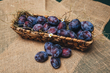 Ripe aromatic plums of a rich blue color, lying in a basket, the emphasis is on the texture of the peel and the freshness of the fruit close-up
