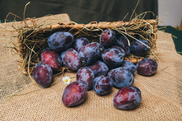 Dark blue plums with a bloom, close-up, arranged in a basket and scattered