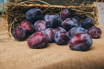 Dark blue plums with a bloom close-up spilled out of a basket onto a table with a place for copying