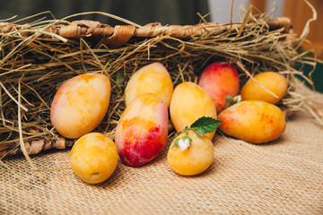 Yellow juicy plums fell out of a wicker basket onto a rustic table, emphasis on bright color and smooth skin close-up with copy space