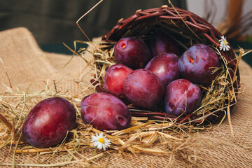 Close-up of juicy plums in a basket standing out against a light wooden table, minimalist composition