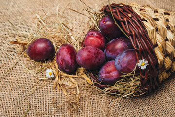 Ripe blue plums with bloom close-up spilled out of a basket onto a table with space for copying