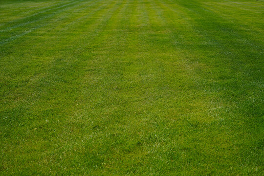 mown moved Green grass lawn meadow field in perspective as background. Lush, vibrant green grass blades reach towards the sunlight, refreshing and natural scene of growth and vitality in prospect