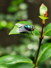 Flies, flying insects with red eyes and thin wings perched on green leaves, this type is often seen flying in kitchens and trash, with a blurred natural background.