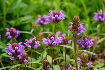 Obraz premium Close-up of purple Bee balm (Prunella vulgaris) flowers blooming in spring