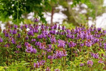 Obraz premium Close-up of purple Bee balm (Prunella vulgaris) flowers blooming in spring
