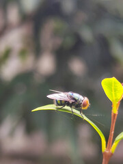 Flies, flying insects with red eyes and thin wings perched on green leaves, this type is often seen...