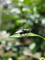 Flies, flying insects with red eyes and thin wings perched on green leaves, this type is often seen flying in kitchens and trash, with a blurred natural background.