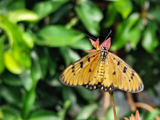Butterflies on fresh leaves in the garden at morning after rain close-up macro. Beautiful colorful artistic image with soft focus.