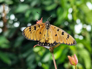 Butterflies on fresh leaves in the garden at morning after rain close-up macro. Beautiful colorful artistic image with soft focus.