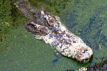 Crocodile encounter swamp wildlife natural habitat aerial view animal behavior