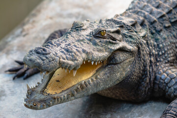Reptile encounter close-up of a crocodile in its natural habitat and sanctuary