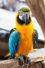 Colorful macaw parrot in tropical habitat wildlife outdoor close-up perspective