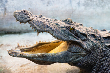 Crocodile portrait powerful jaws in natural habitat at wildlife sanctuary for conservation