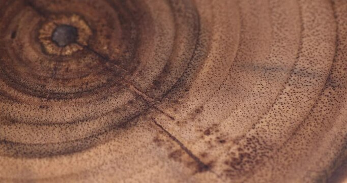 rings of a walnut trunk polished for the manufacture of interior details, processed beautiful walnut wood used for the manufacture of objects, serving stand
