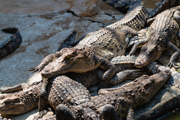 Obraz premium Crocodile gathering wildlife sanctuary animal behavior natural habitat close-up view reptilian interaction