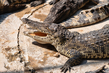 Crocodile sunbathing wildlife reserve animal natural habitat close-up reptile behavior