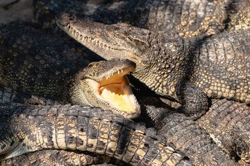 Crocodiles resting in the sun nature reserve animal natural habitat close-up wildlife behavior