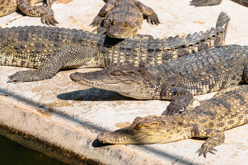 Crocodiles resting in sunlight natural habitat wildlife serene environment close-up view