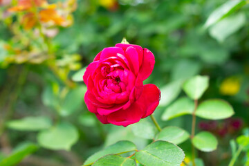 真紅の一輪のバラ ― 野外で輝く美しさと生命力｜A Single Crimson Rose – Radiant Beauty and Vitality Outdoors