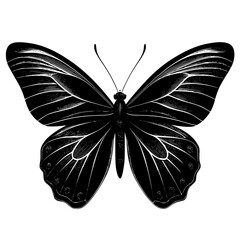 black and white butterfly