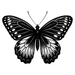 butterfly vector illustration