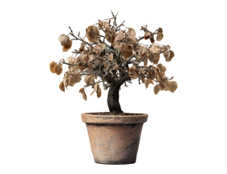 A withered tree in a pot, with dried leaves, placed indoors isolated against a transparent background - Powered by Adobe
