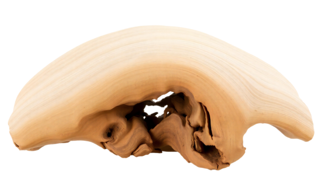 Skull and dog bone isolated food objects on white background