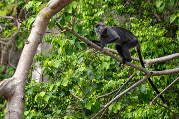 Germain's Langur - Trachypithecus germaini, rare endagered Old World monkey native to tropical forests of Indochina, Vietnam.