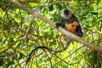 Obraz premium Germain's Langur - Trachypithecus germaini, rare endagered Old World monkey native to tropical forests of Indochina, Vietnam.