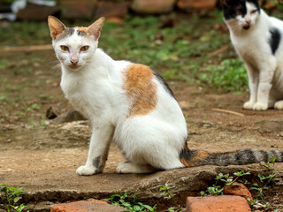 A calico cat with white, orange, and black fur sits alert on a dirt surface outdoors