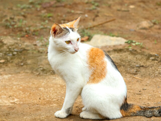 A calico cat with white, orange, and black fur sits alert on a dirt surface outdoors