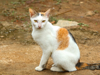 A calico cat with white, orange, and black fur sits alert on a dirt surface outdoors