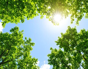 Fototapeta premium 緑の木々に木漏れ日が射す様子 下から青空を見上げた景色