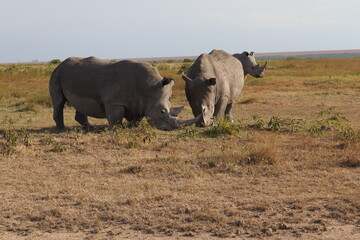 Fototapeta premium Rhinos family in Kenya