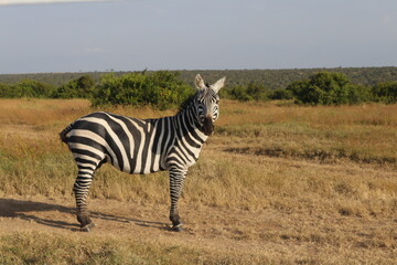 zebra in the wild