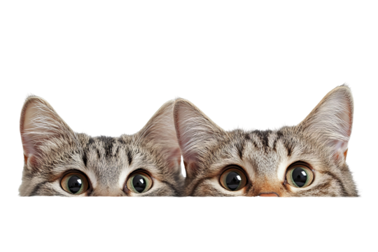Curious tabby cats peeking playfully over an edge on transparent background — high-resolution PNG cutout ideal for web banners, pet-themed social media graphics, and e-commerce overlays