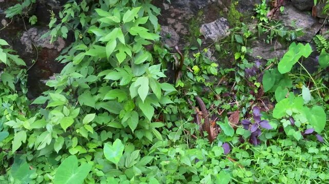 Indian rat snakes mating together in the outdoor