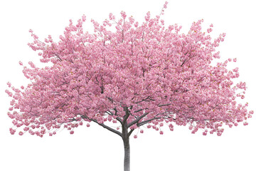 Fototapeta premium High-resolution cherry tree plant with delicate pink blossoms — isolated PNG cutout on transparent background for spring landscape composites, eco branding and botanical graphic design