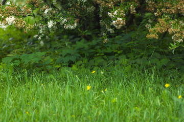 Green grass, flowers, and bush in park during summer. Peaceful natural landscape with plants and vegetation in outdoor environment, bright day, calm scene.