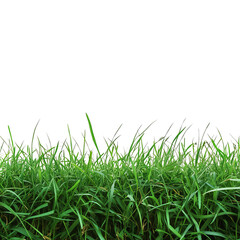 Lush green grass lawn carpet isolated on transparent background &mdash; high-resolution PNG cut-out ideal for landscaping mock-ups, eco branding visuals, and digital compositing projects