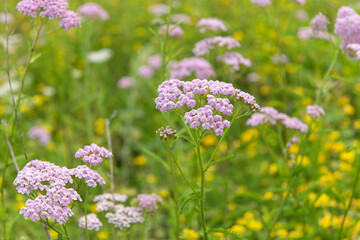 Achillea millefolium. Perennial plant Yarrow ordinary of the Asteraceae family. Flowering of the ornamental Yarrow variety Pink Grapefruit. Beautiful small pink flowers in inflorescences